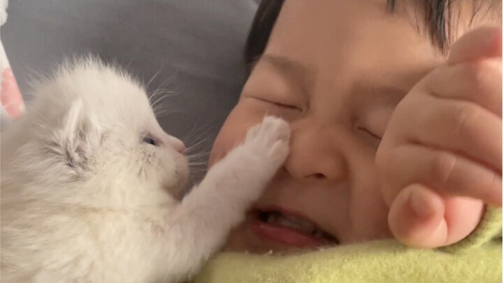 ไม่จริงน่า ไม่จริงน่า! ลูกมนุษย์ก็รู้จักเอาใจลูกแมวน้อยแล้วเหรอ????