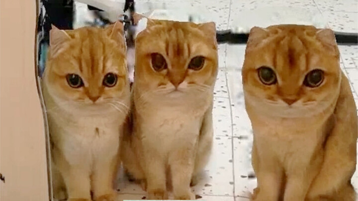 Cara mencegah kucing Anda minum air toilet...