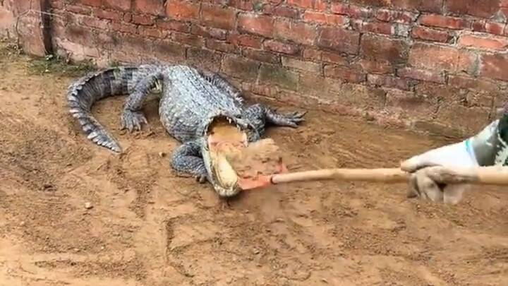 Animals' speechless moments—this is the most speechless I've ever been in my life!