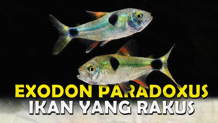 KATANYA IKAN KECIL INI MIRIP PIRANHA YANG GANAS DAN BERBAHAYA