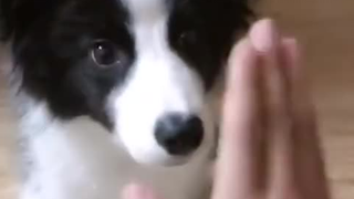 The Husky on the sofa suddenly lost its scent...