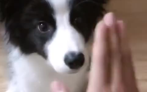 The Husky on the sofa suddenly lost its scent...