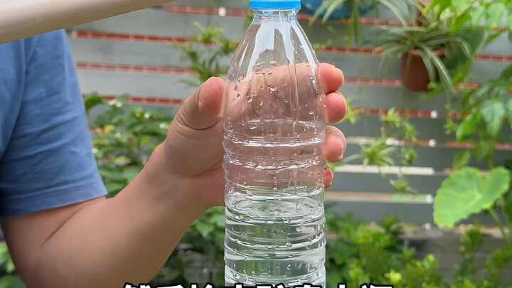 New Method for Propagating Bougainvillea via Thick-Branch Cuttings