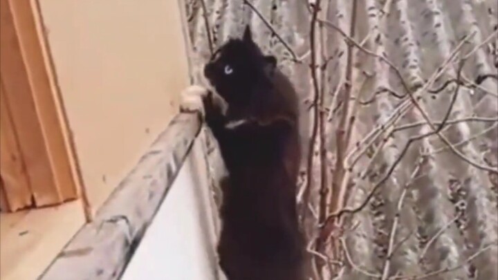 ทีมแมวสุดพิสดาร