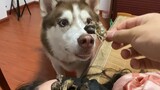 Will the husky eat the snack if it is put on the owner's face