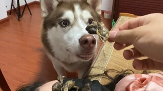 Để snack trên mặt chủ, Husky có dám ăn không?