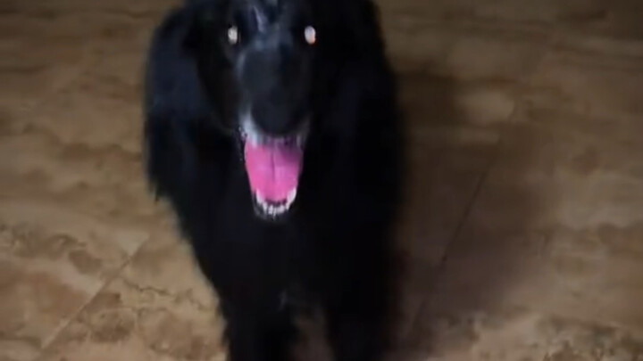 Can you handle how much of a contrast there is with this large guard dog?