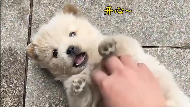 "The little dog was born to heal you."