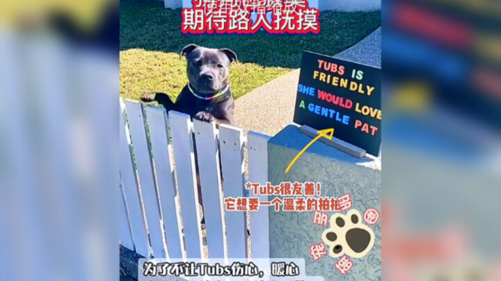 狗狗期待路人抚摸没人理，主人立了告示牌后，狗狗每天都在收集快乐。