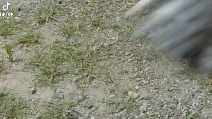 flo phên bản phá hoại tuổi thơ😂