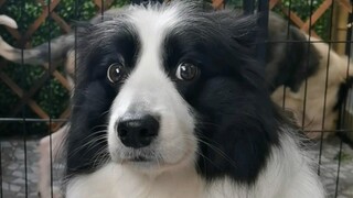 Ini adalah ekspresi paling mirip manusia yang pernah saya lihat pada anak anjing.