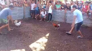 white kelso vs blues