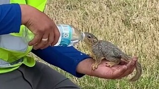 Pemuda baik hati memberi air minum kepada tupai kecil, si kecil "makin jauh melangkah" langsung mema