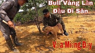 Bull Vàng Sư Phụ Tặng Lần Đầu Đi Săn Và Cái Kết | Săn Bắt Ẩm Thực Vùng Cao | ToànQN