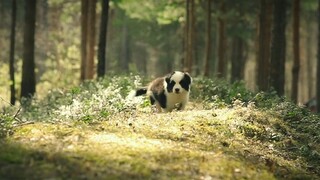 days dog sub ind