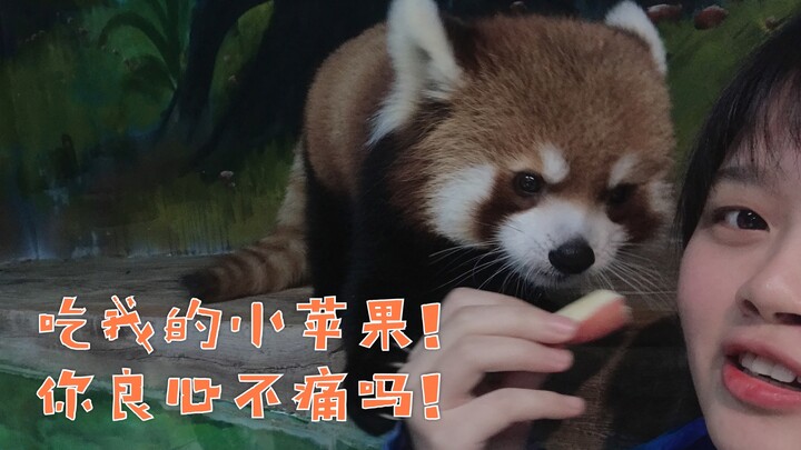 The keeper actually snuck a bite of the red panda’s food right in front of her—how sinful!