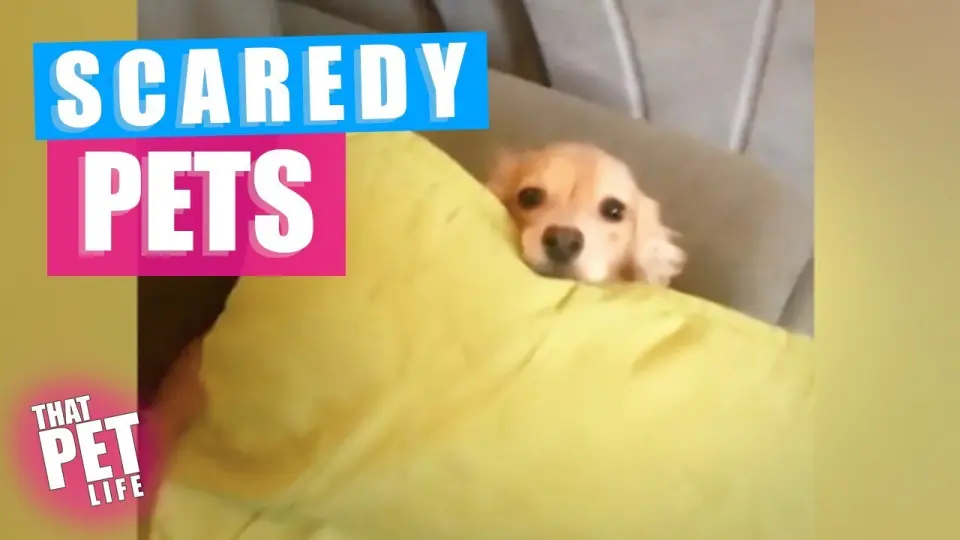 Pets Who Are SO SCARED 🙀 | Funny Animal Compilation - Bilibili Pets Who Are SO SCARED 🙀 | Funny Animal Compilation - Bilibili