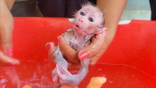 Routine Bathing!! Tiny adorable monkey Luca moaning, crying loudly refuse Mom to take a bath for him