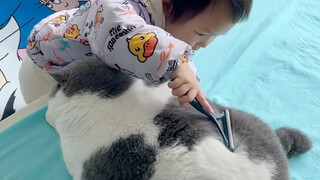 Will cats attack small children?