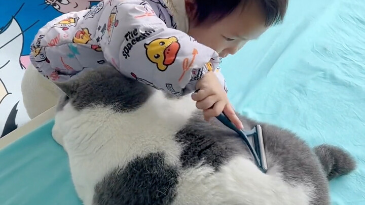 هل تهاجم القطط الأطفال الصغار؟