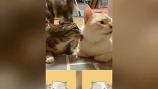 Tình meo cũng lắm drama😂 mèo cute foryou