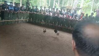 loss di pinalad matangkad sa laban bata lang