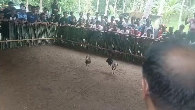 loss di pinalad matangkad sa laban bata lang