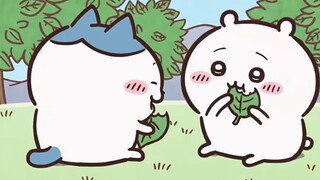 Xiaobabao finally bought a camera