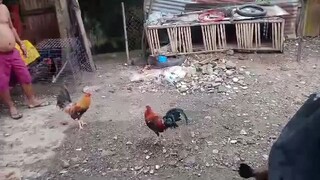 spar
