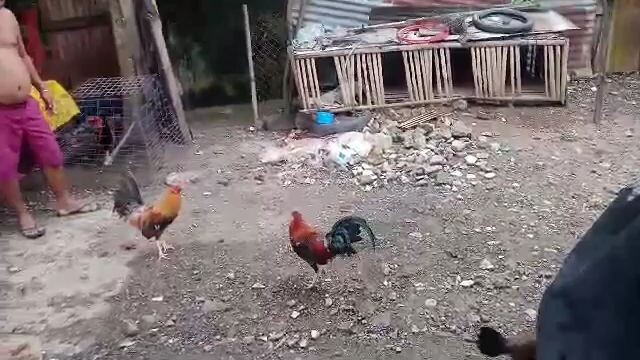 spar