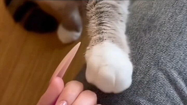 Kucing kecil: Aku adalah master peniru jenius, siapa yang setuju, siapa yang tidak?