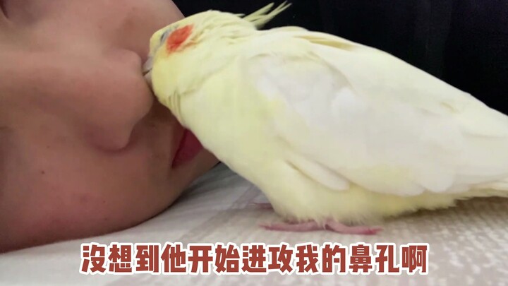 The owner is asleep in bed—will the parrot peck at the owner's face? The outcome is heartwarming...