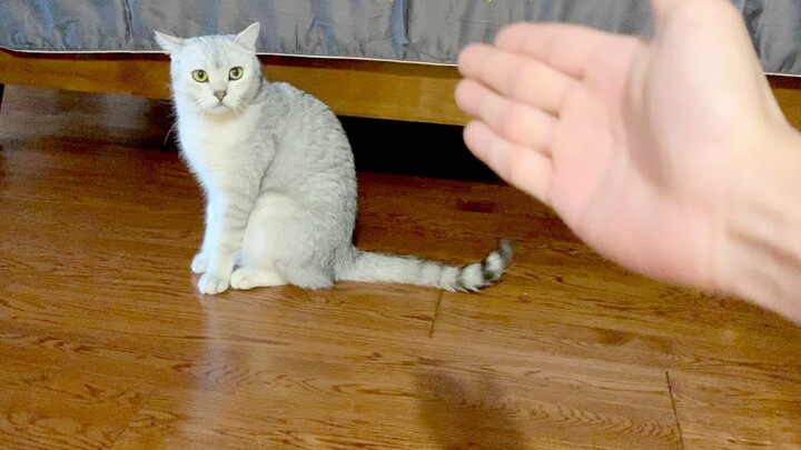 What will happen to a cat if you praise it in a harsh tone or scold it in a gentle tone?