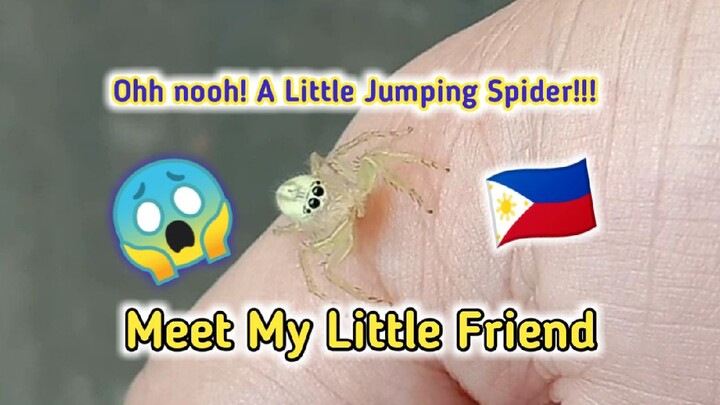 meet my little friend a jumping spider / Walang Kwentang Vlogger