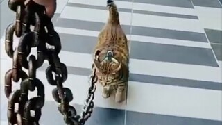 猫：我怀疑你在虐待我