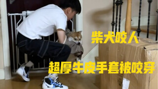 柴犬多年不曾被人触碰。为了能带它出门，不得不控制住它戴上牵引绳。