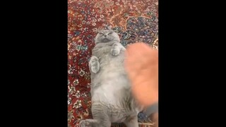 Ohhh These Lovely Catssss
