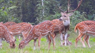 spotted deer, animal film, chitwan national park
