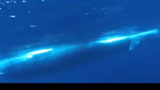 Blue Whale Amazing New Footage!!