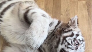 A cat worth a million yuan was actually used as a mop