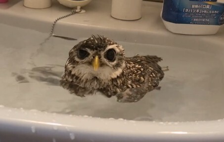 นกฮูกคิมูระที่ยอมแพ้การอาบน้ำทุกวัน