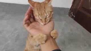 Who's the clingy little kitty?