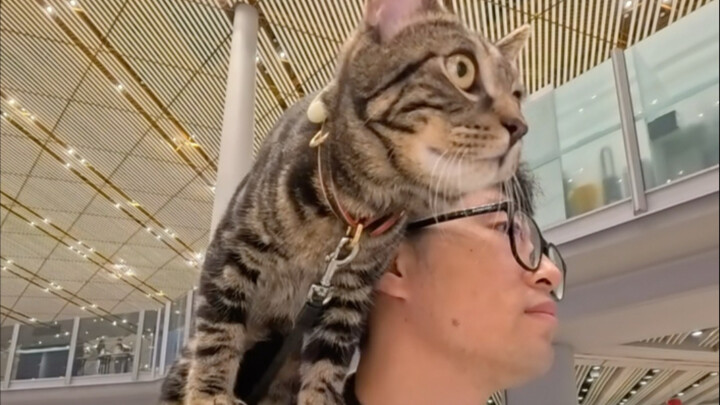 Travel to Türkiye with a Tabby Cat, 10 hours of pet business class