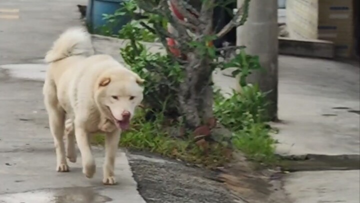 إذا كنتَ كلبي، فمَن ذلك الكلب الموجود في المنزل؟