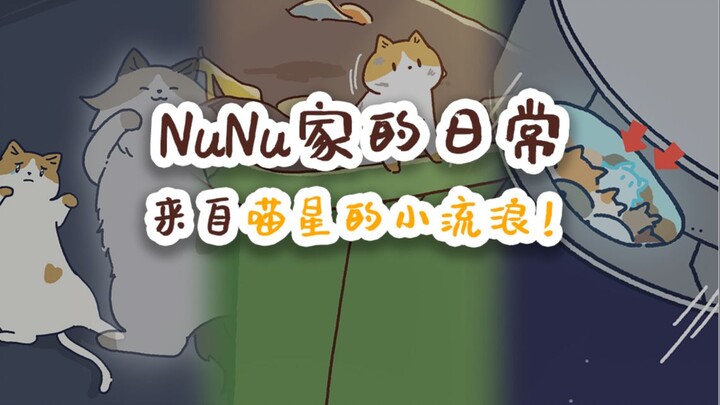 NuNu家的日常 来自喵星的小流浪！