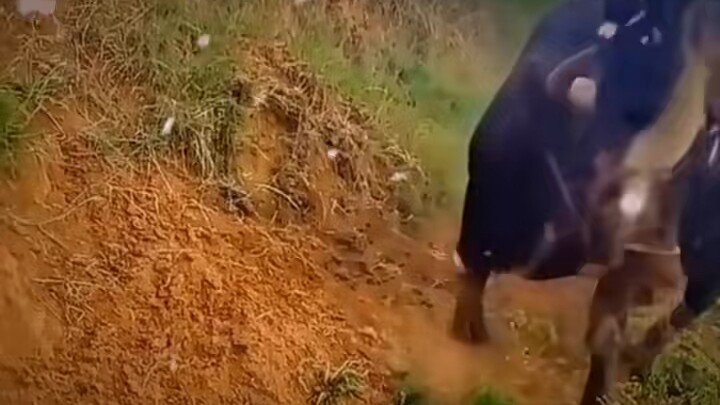 Sapi: Aku memanggilmu, apa kamu tuli?