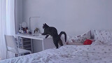 [Hewan] Perilaku aneh kucing yang tertangkap kamera