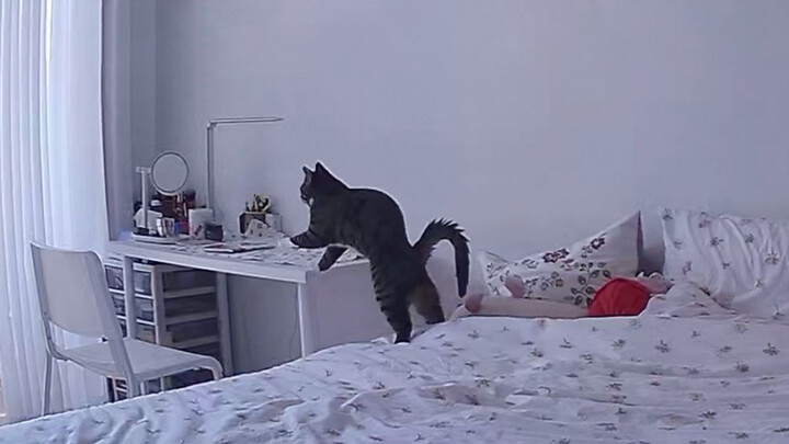 [Animals] The bizarre behavior of the cat captured on camera