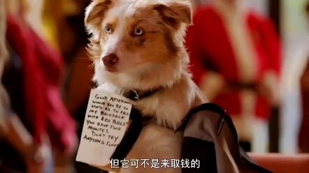 หมาที่ไม่รักกระดูก รักแต่เงิน ฉันชอบหมาตัวนี้มาก!