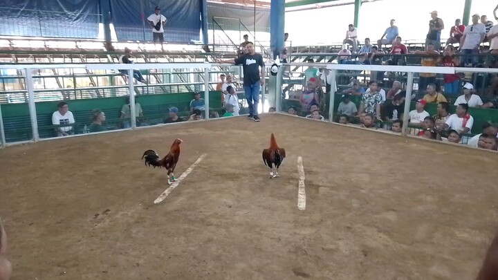 grabeng manok Yan jjr backyard